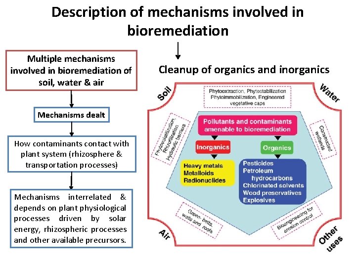 Description of mechanisms involved in bioremediation Multiple mechanisms involved in bioremediation of soil, water