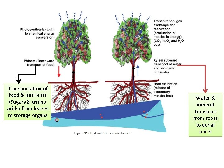 Transportation of food & nutrients (Sugars & amino acids) from leaves to storage organs