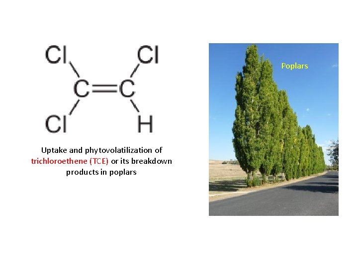 Poplars Uptake and phytovolatilization of trichloroethene (TCE) or its breakdown products in poplars 