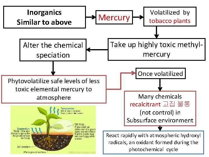 Inorganics Similar to above Mercury Alter the chemical speciation Phytovolatilize safe levels of less