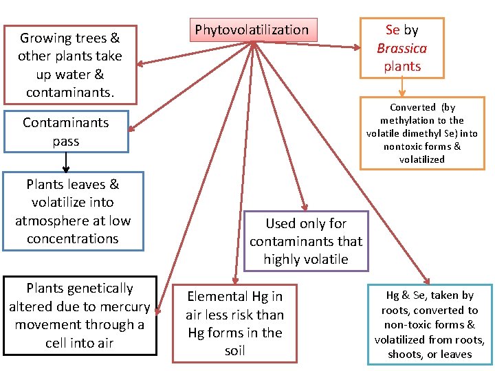 Growing trees & other plants take up water & contaminants. Phytovolatilization Converted (by methylation