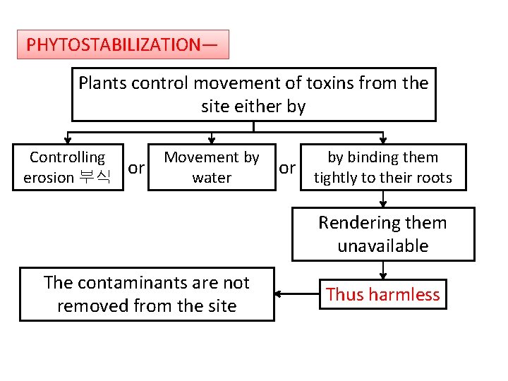 PHYTOSTABILIZATION— Plants control movement of toxins from the site either by Controlling or erosion