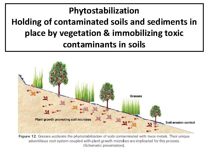 Phytostabilization Holding of contaminated soils and sediments in place by vegetation & immobilizing toxic