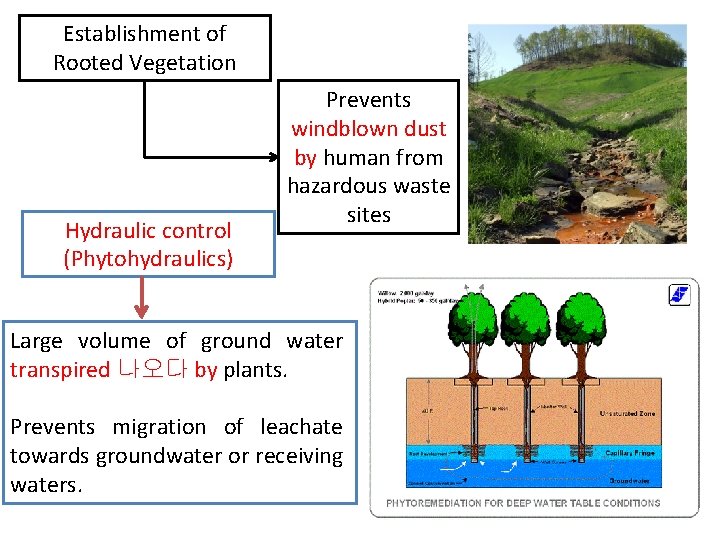 Establishment of Rooted Vegetation Hydraulic control (Phytohydraulics) Prevents windblown dust by human from hazardous