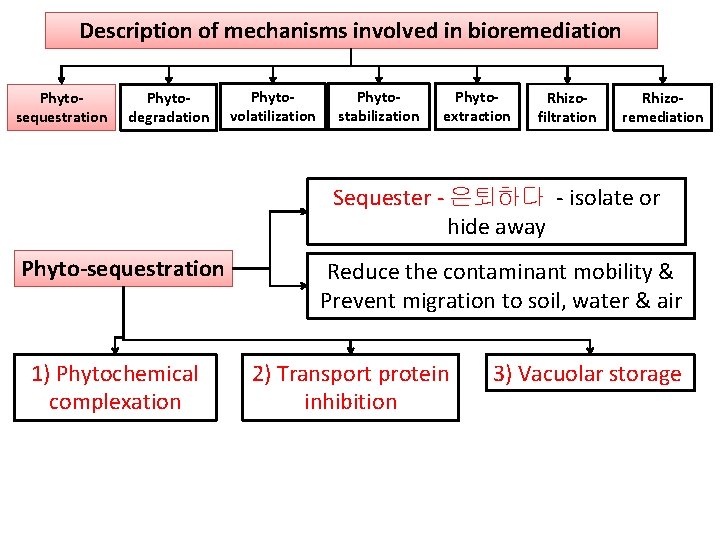 Description of mechanisms involved in bioremediation Phytosequestration Phytodegradation Phytovolatilization Phytostabilization Phytoextraction Rhizofiltration Rhizoremediation Sequester