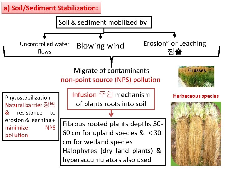 a) Soil/Sediment Stabilization: Soil & sediment mobilized by Uncontrolled water flows Phytostabilization Natural barrier