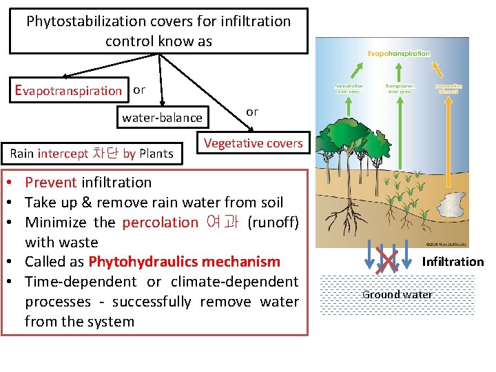 Phytostabilization covers for infiltration control know as Evapotranspiration or water-balance Rain intercept 차단 by