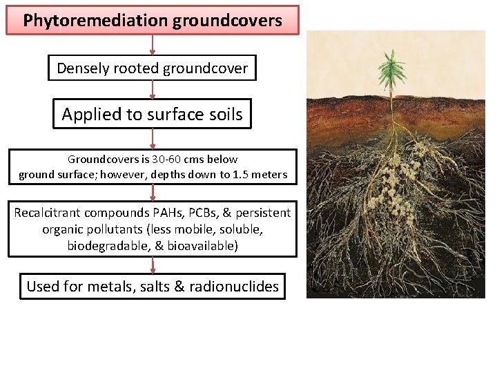 Phytoremediation groundcovers Densely rooted groundcover Applied to surface soils Groundcovers is 30 -60 cms