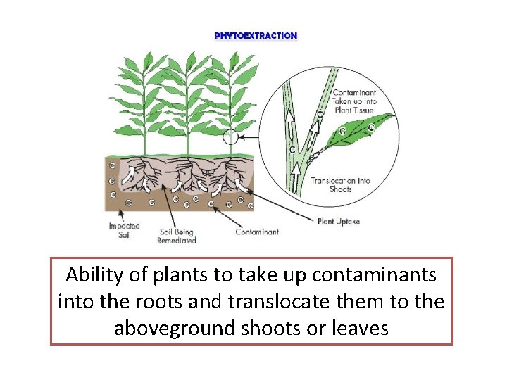 Ability of plants to take up contaminants into the roots and translocate them to