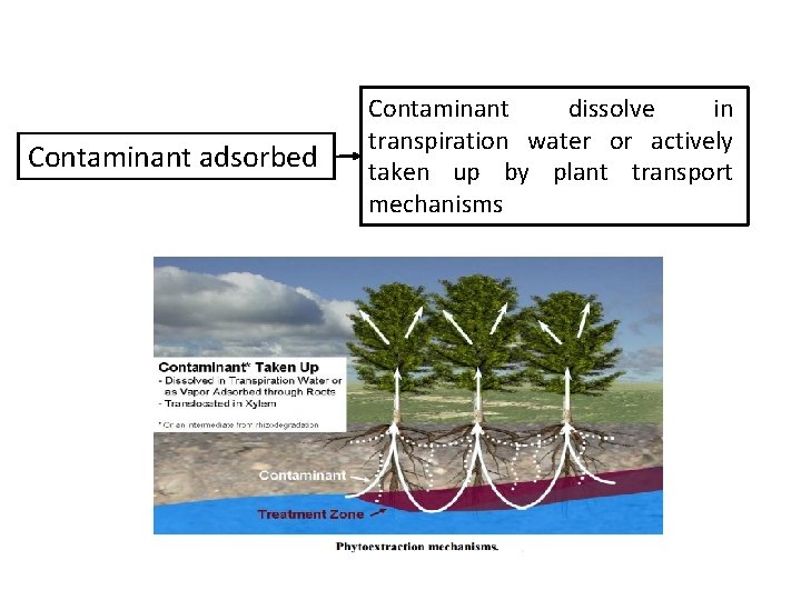 Contaminant adsorbed Contaminant dissolve in transpiration water or actively taken up by plant transport