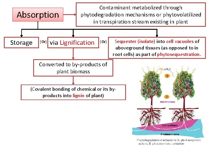 Absorption Storage (Or) Contaminant metabolized through phytodegradation mechanisms or phytovolatilized in transpiration stream existing