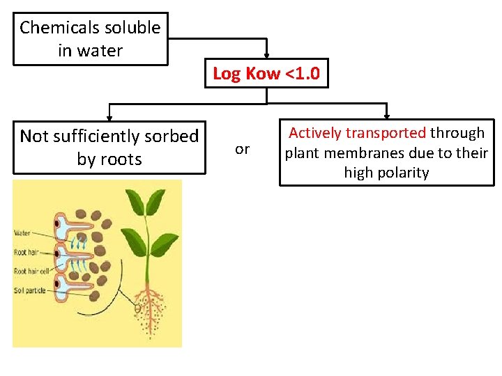 Chemicals soluble in water Not sufficiently sorbed by roots Log Kow <1. 0 or