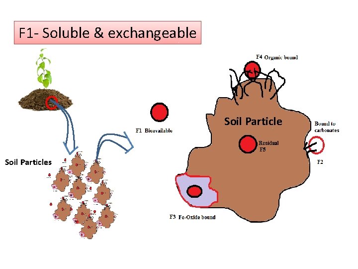 F 1 - Soluble & exchangeable Soil Particles 