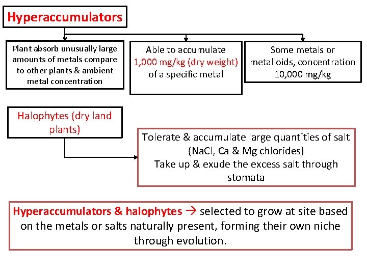 Hyperaccumulators Plant absorb unusually large amounts of metals compare to other plants & ambient