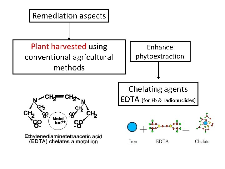 Remediation aspects Plant harvested using conventional agricultural methods Enhance phytoextraction Chelating agents EDTA (for
