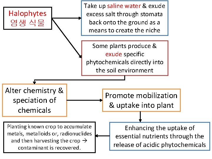 Halophytes 염생 식물 Take up saline water & exude excess salt through stomata back