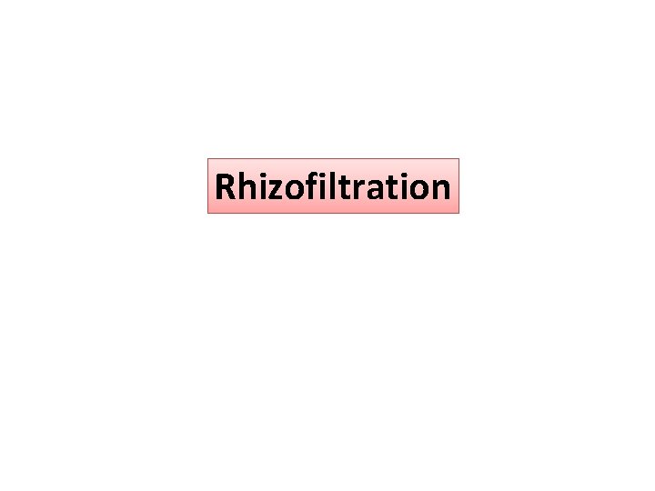 Rhizofiltration 