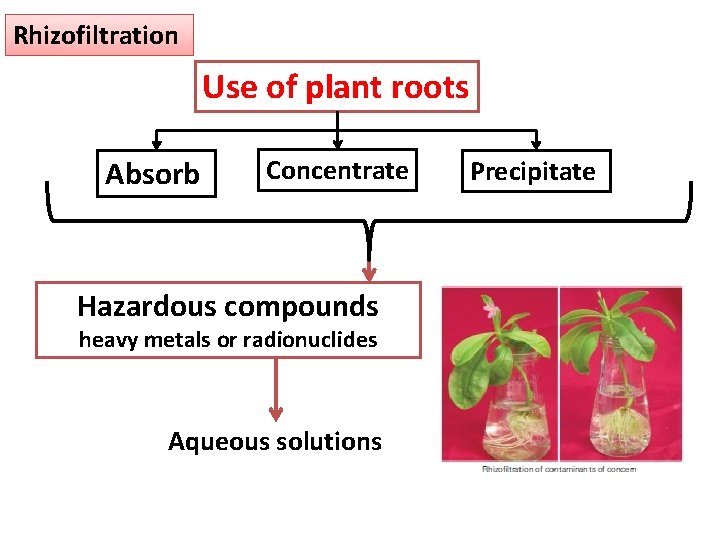 Rhizofiltration Use of plant roots Absorb Concentrate Hazardous compounds heavy metals or radionuclides Aqueous