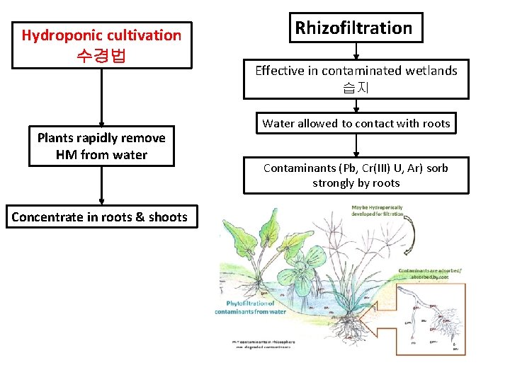 Hydroponic cultivation 수경법 Plants rapidly remove HM from water Concentrate in roots & shoots