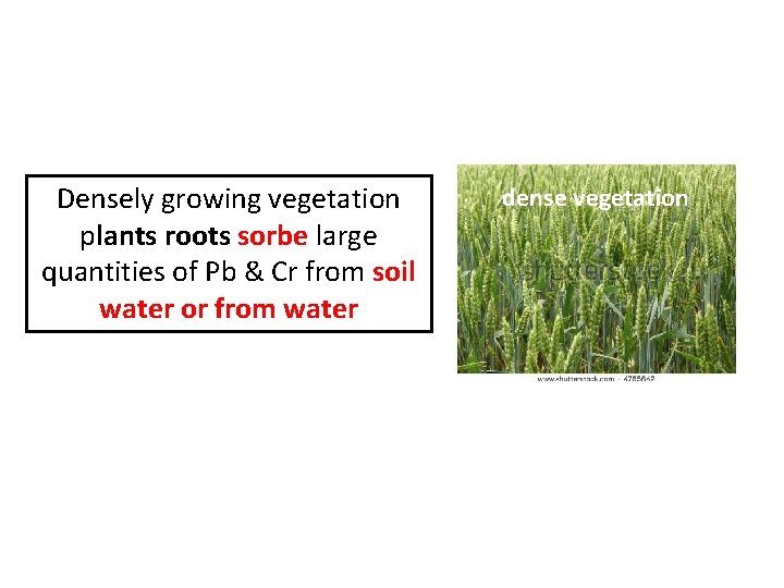 Densely growing vegetation plants roots sorbe large quantities of Pb & Cr from soil