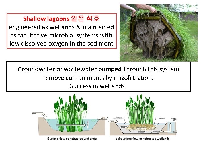 Shallow lagoons 얕은 석호 engineered as wetlands & maintained as facultative microbial systems with