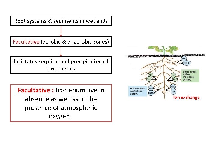 Root systems & sediments in wetlands Facultative (aerobic & anaerobic zones) facilitates sorption and