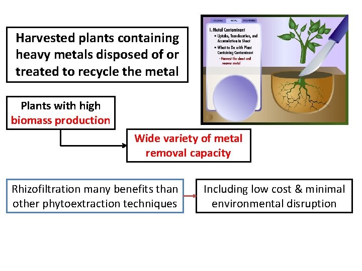 Harvested plants containing heavy metals disposed of or treated to recycle the metal Plants