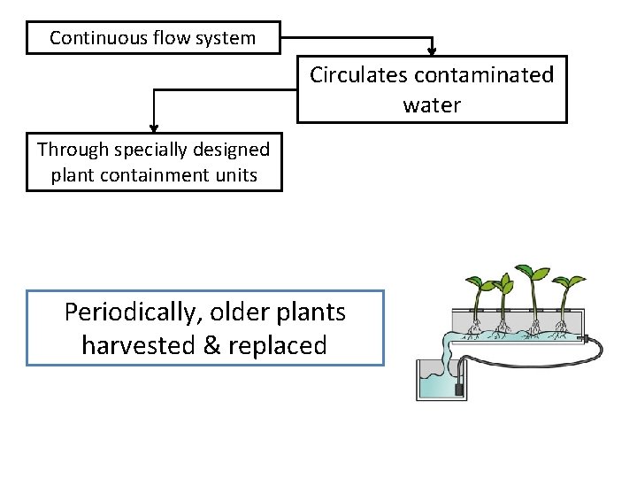 Continuous flow system Circulates contaminated water Through specially designed plant containment units Periodically, older