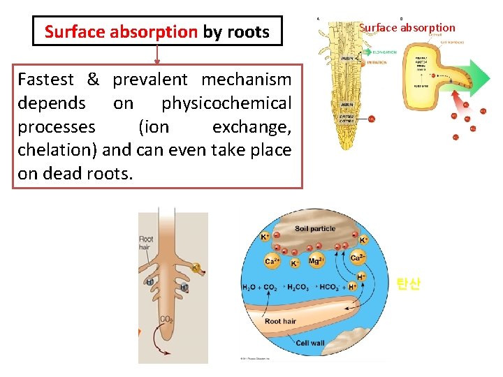 Surface absorption by roots Surface absorption Fastest & prevalent mechanism depends on physicochemical processes