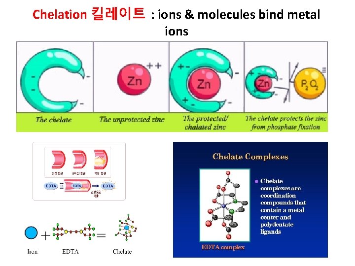 Chelation 킬레이트 : ions & molecules bind metal ions 