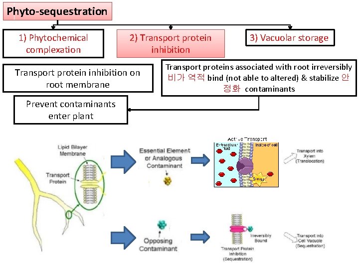 Phyto-sequestration 1) Phytochemical complexation 2) Transport protein inhibition on root membrane Prevent contaminants enter