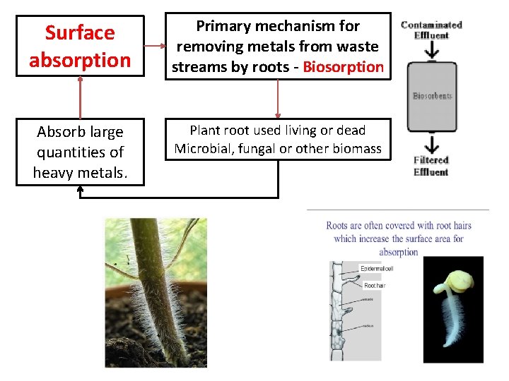 Surface absorption Primary mechanism for removing metals from waste streams by roots - Biosorption