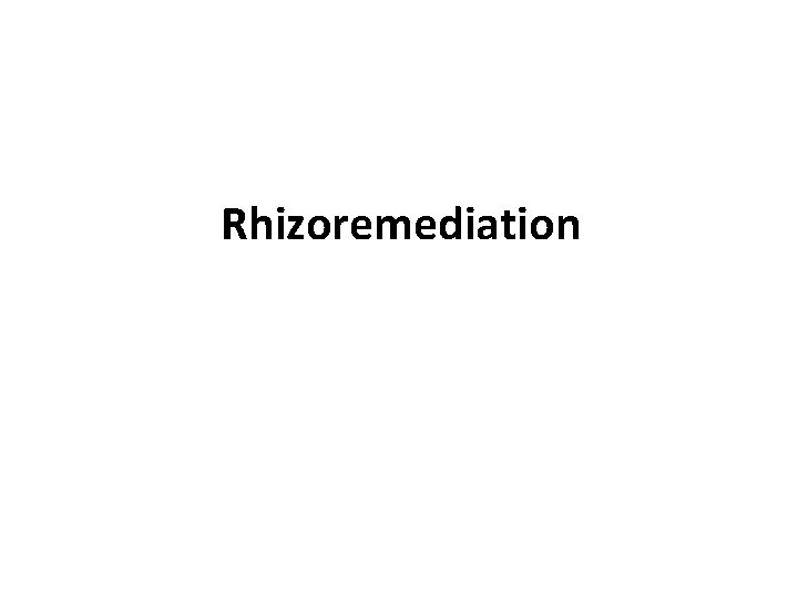 Rhizoremediation 