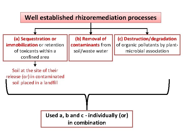 Well established rhizoremediation processes (a) Sequestration or immobilization or retention of toxicants within a