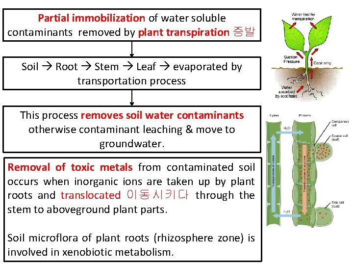 Partial immobilization of water soluble contaminants removed by plant transpiration 증발. Soil Root Stem