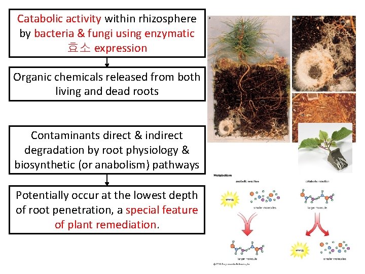 Catabolic activity within rhizosphere by bacteria & fungi using enzymatic 효소 expression Organic chemicals