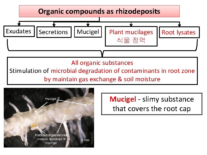 Organic compounds as rhizodeposits Exudates Secretions Mucigel Plant mucilages 식물 점액 Root lysates All