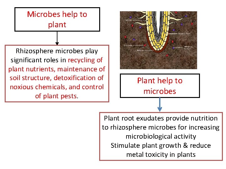 Microbes help to plant Rhizosphere microbes play significant roles in recycling of plant nutrients,