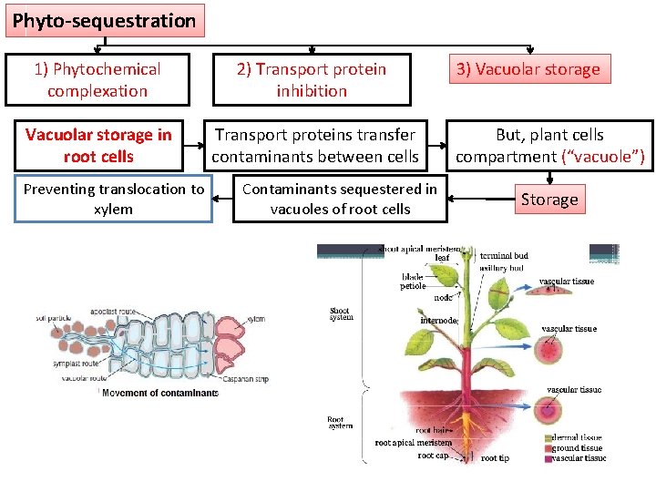 Phyto-sequestration 1) Phytochemical complexation 2) Transport protein inhibition Vacuolar storage in root cells Transport