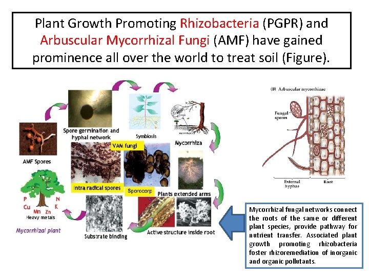 Plant Growth Promoting Rhizobacteria (PGPR) and Arbuscular Mycorrhizal Fungi (AMF) have gained prominence all