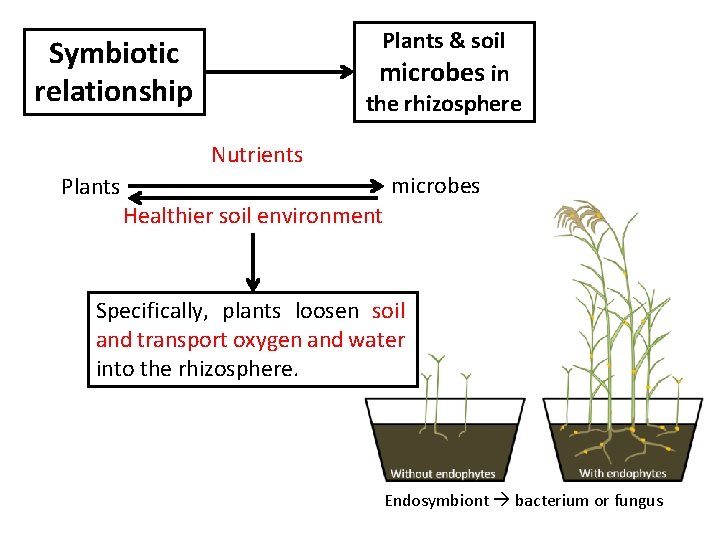 Plants & soil microbes in the rhizosphere Symbiotic relationship Nutrients Plants microbes Healthier soil