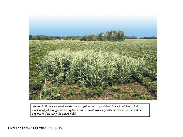 Figure 1. Many perennial weeds, such as johnsongrass, exist as distinct patches in fields.