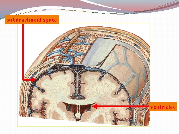 subarachnoid space ventricles 