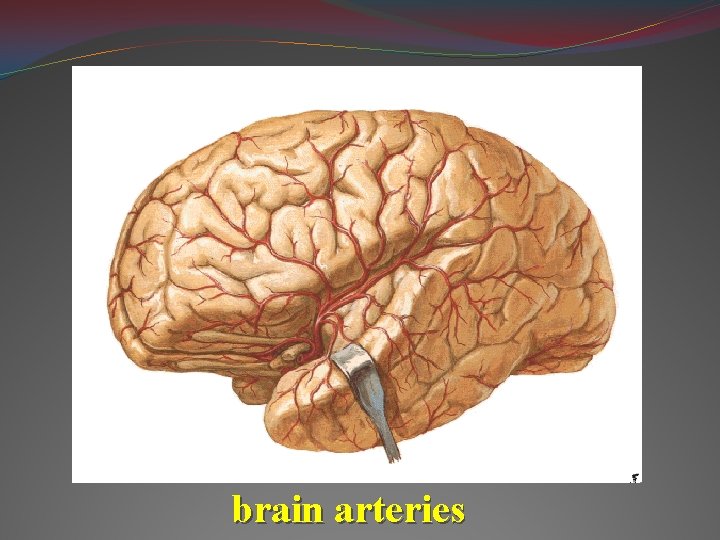 brain arteries 