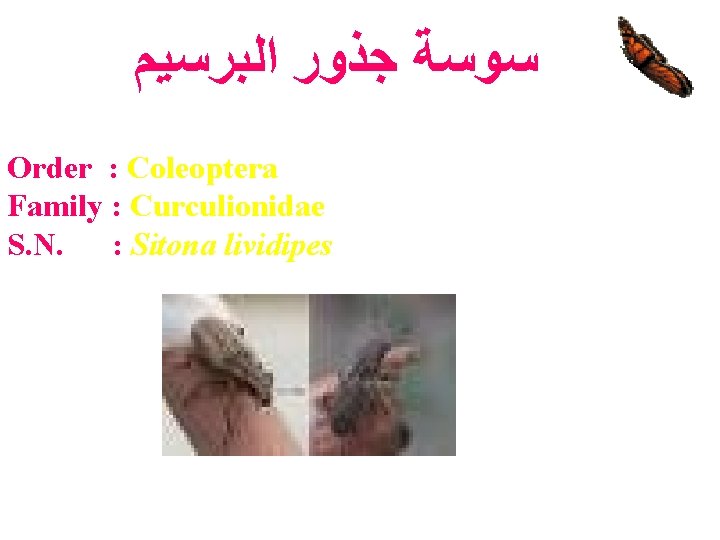  ﺳﻮﺳﺔ ﺟﺬﻭﺭ ﺍﻟﺒﺮﺳﻴﻢ Order : Coleoptera Family : Curculionidae S. N. : Sitona