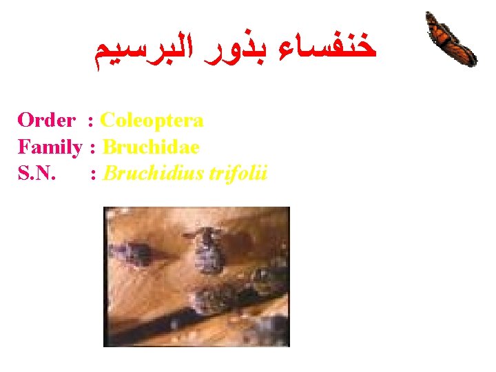  ﺧﻨﻔﺴﺎﺀ ﺑﺬﻭﺭ ﺍﻟﺒﺮﺳﻴﻢ Order : Coleoptera Family : Bruchidae S. N. : Bruchidius