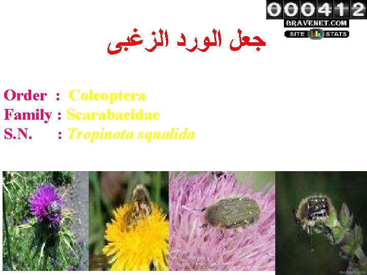  ﺟﻌﻞ ﺍﻟﻮﺭﺩ ﺍﻟﺰﻏﺒﻰ Order : Coleoptera Family : Scarabaeidae S. N. : Tropinota