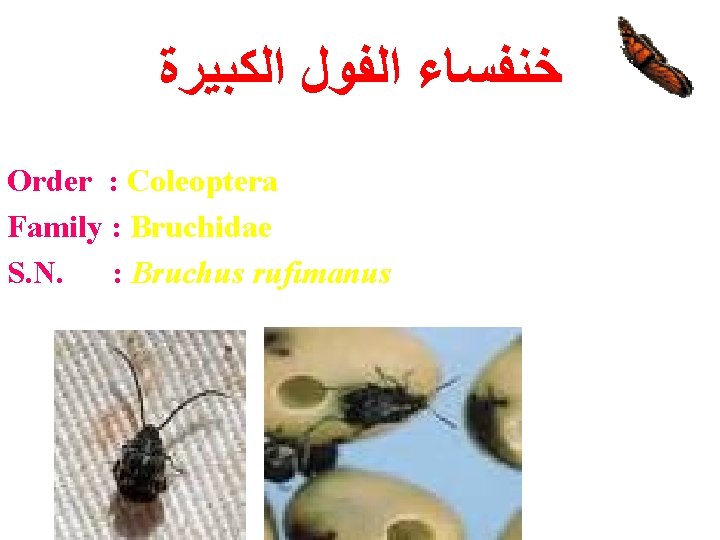  ﺧﻨﻔﺴﺎﺀ ﺍﻟﻔﻮﻝ ﺍﻟﻜﺒﻴﺮﺓ Order : Coleoptera Family : Bruchidae S. N. : Bruchus