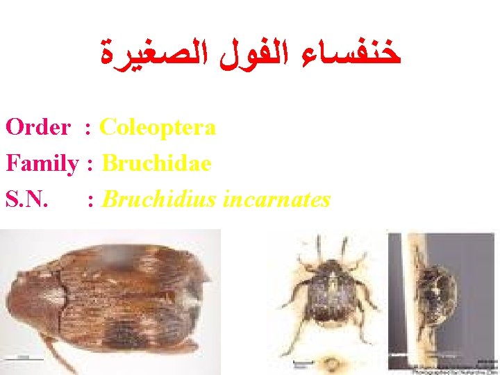  ﺧﻨﻔﺴﺎﺀ ﺍﻟﻔﻮﻝ ﺍﻟﺼﻐﻴﺮﺓ Order : Coleoptera Family : Bruchidae S. N. : Bruchidius