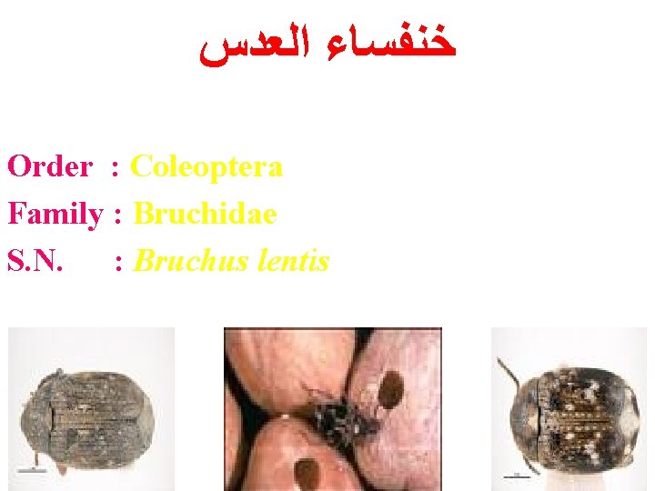  ﺧﻨﻔﺴﺎﺀ ﺍﻟﻌﺪﺱ Order : Coleoptera Family : Bruchidae S. N. : Bruchus lentis